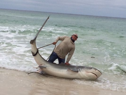 Sharks In Panama City Beach Florida