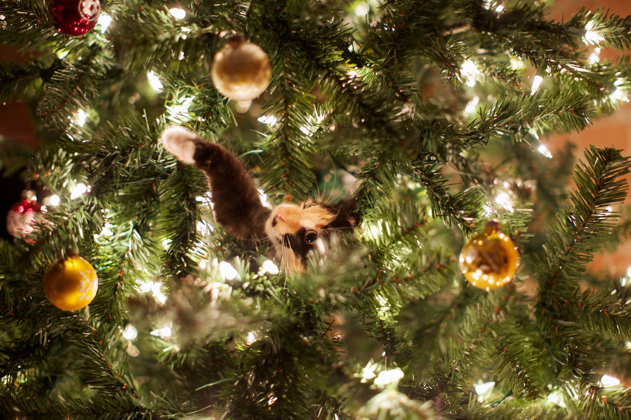 Does Your Cat Love The Christmas Tree Share A Photo does-your-cat-love-the-christmas-tree-share-a-photo