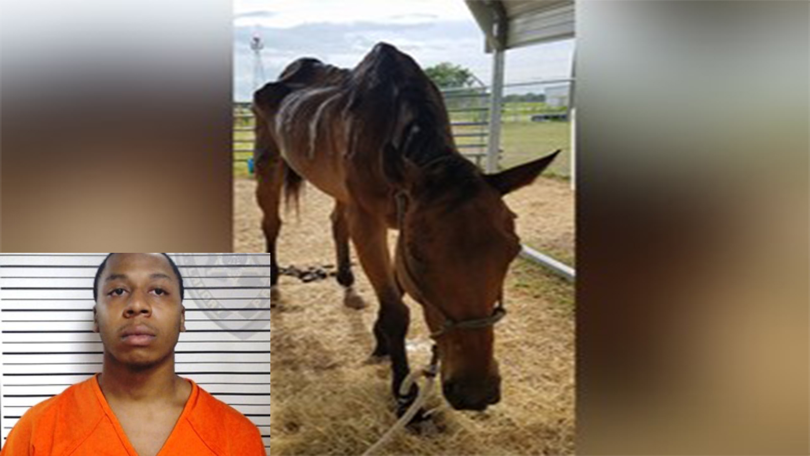Bond set in cruelty case, death of emaciated Louisiana champion