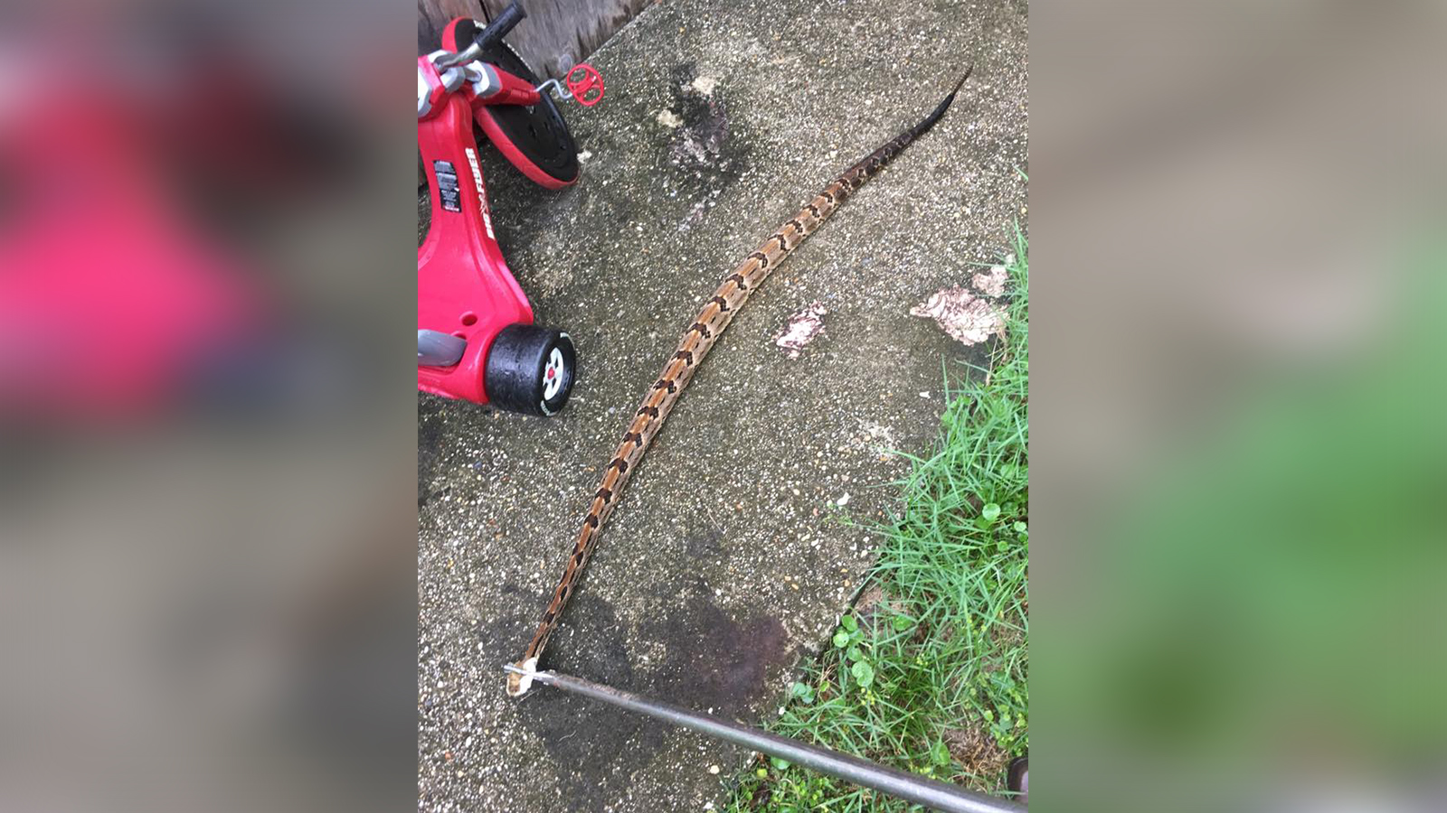 68inch rattlesnake found living under N.O. East deck