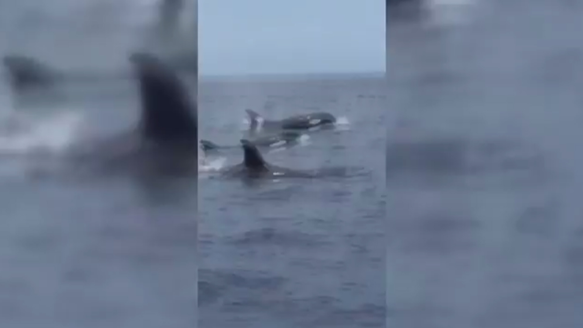 11alive.com | Video of orcas in the Gulf have scientists asking questions