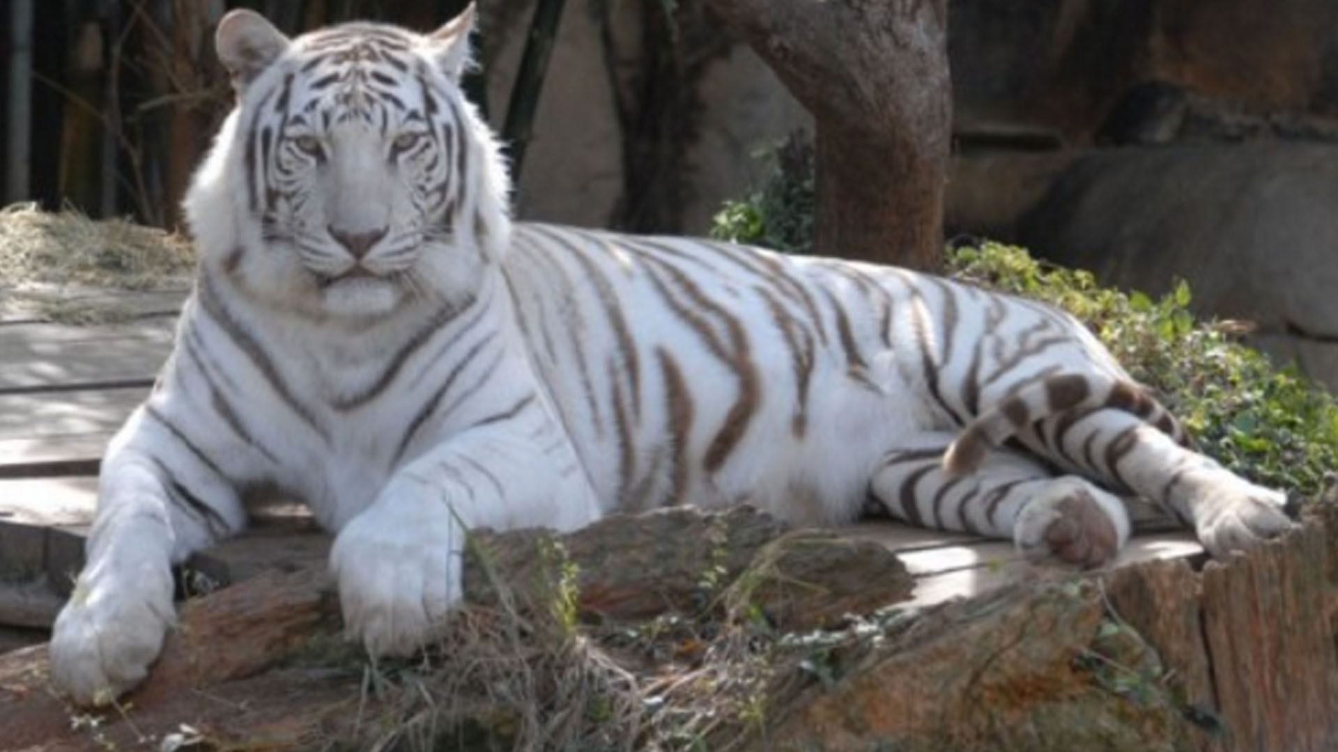 wwltv.com | King Zulu, Audubon Zoo's white tiger, dies at 20