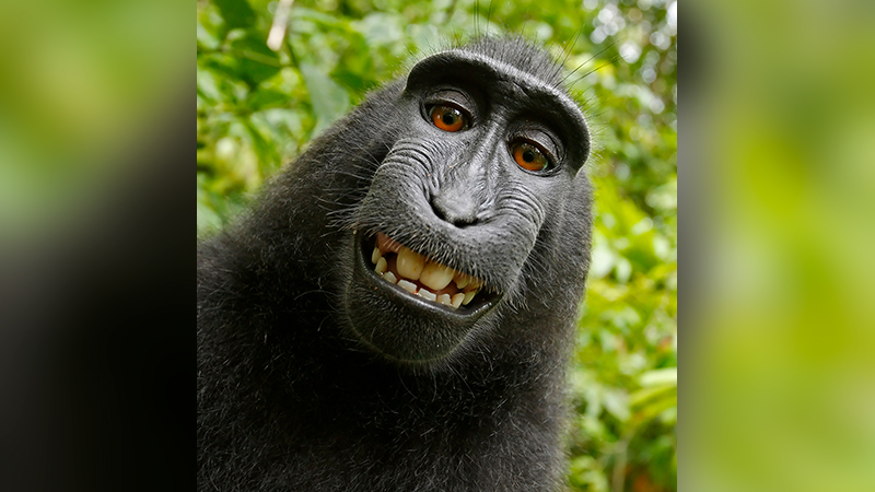 Battle over selfies taken by macaque monkey back to court | wwltv.com